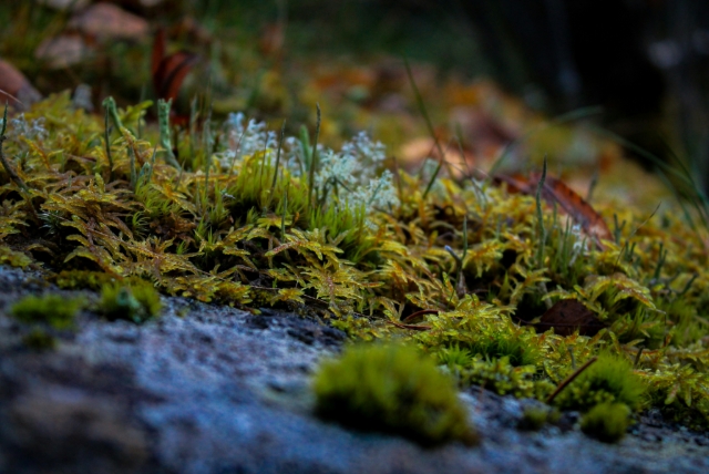 Testbild